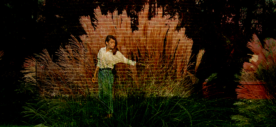 Miscanthus Sinensis Gracillimus